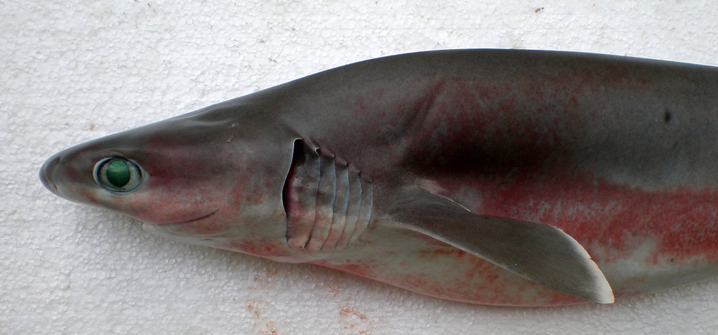 Bigeyed Sixgill Shark