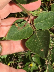 Desmodium viridiflorum