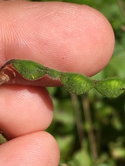 Desmodium viridiflorum