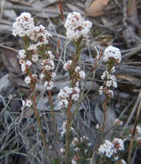 Leucopogon glacialis