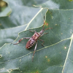 Leptoglossus occidentalis