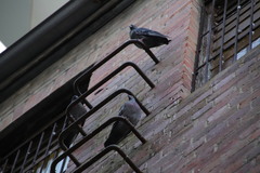 Columba livia domestica