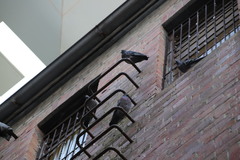 Columba livia domestica