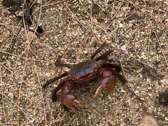 Neosarmatium meinerti