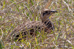Scleroptila levaillantii