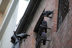 Columba livia domestica