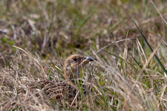 Scleroptila levaillantii