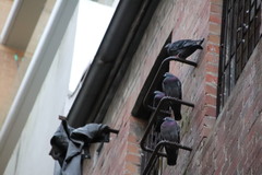 Columba livia domestica