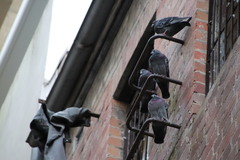 Columba livia domestica