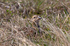 Scleroptila levaillantii