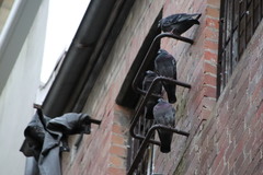 Columba livia domestica