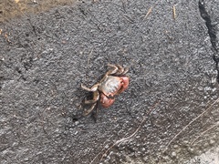 Neosarmatium meinerti