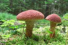 Suillus spraguei image