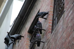 Columba livia domestica