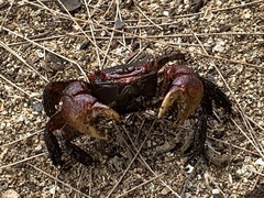 Neosarmatium meinerti
