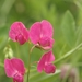 Tuberous Pea - Photo (c) AnneTanne, some rights reserved (CC BY-NC)