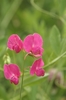 Tuberous Pea - Photo (c) AnneTanne, some rights reserved (CC BY-NC)