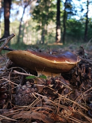 Boletaceae