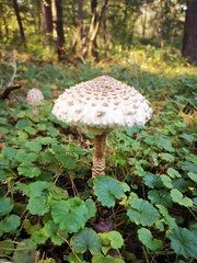 Macrolepiota procera