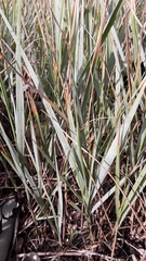 Thinopyrum pycnanthum