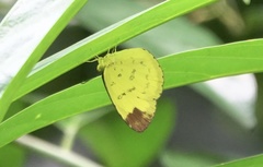 Eurema simulatrix
