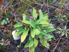 Viola gmeliniana