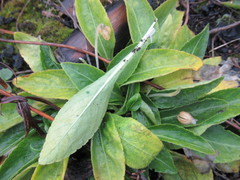 Viola gmeliniana