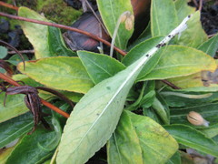 Viola gmeliniana