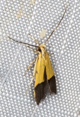 Crocanthes micradelpha