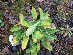 Viola gmeliniana