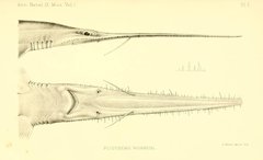 Sixgill Sawshark photo 2