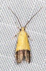 Crocanthes micradelpha