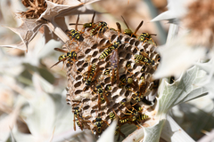 Polistes mongolicus