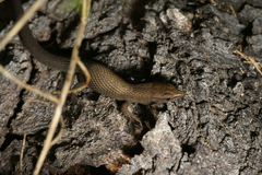 Algyroides fitzingeri