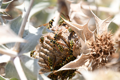 Polistes mongolicus