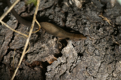 Algyroides fitzingeri