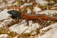 Blue-Throated Keeled Lizard photo 4