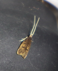 Cophomantella lychnocentra