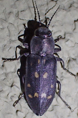 Melanophila consputa