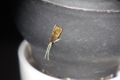 Cophomantella lychnocentra