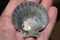 Aequipecten opercularis