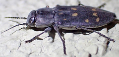 Melanophila consputa