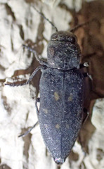 Melanophila consputa