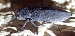 Melanophila consputa