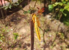 Crocothemis servilia