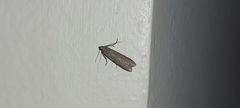 Pyralidae