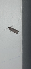 Pyralidae