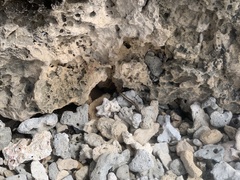 Gongylomorphus bojerii