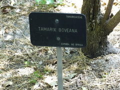 Tamarix boveana