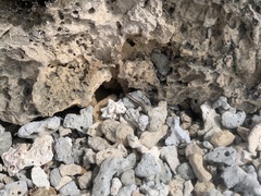 Gongylomorphus bojerii